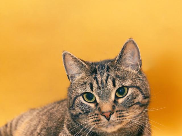 Отдам в дар: Василиус - Эрмитажный кот фото2