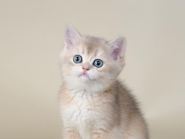 Продаю: Британские котята золотого окраса фото3