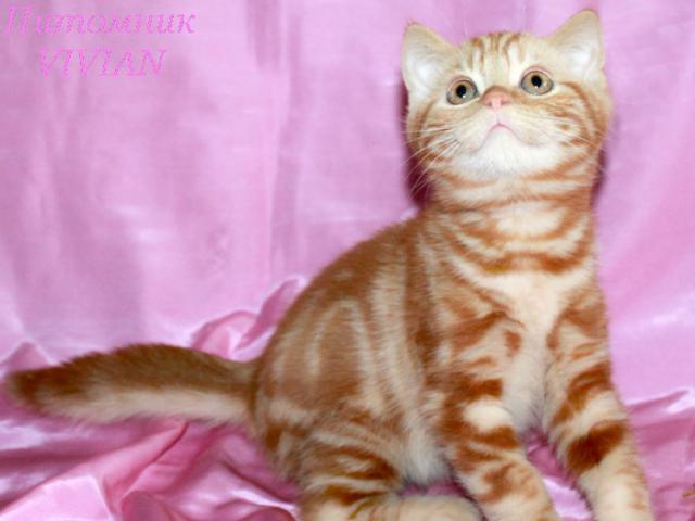 Продаю: Британские рыжие котята из питомника фото2
