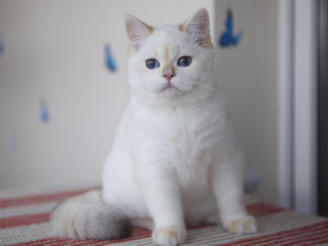 Продаю: Британские котята колор поинт синие глазки фото3