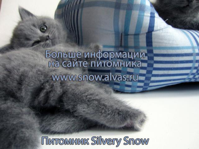 Продаю: Голубые британские котята От Заводчика фото3
