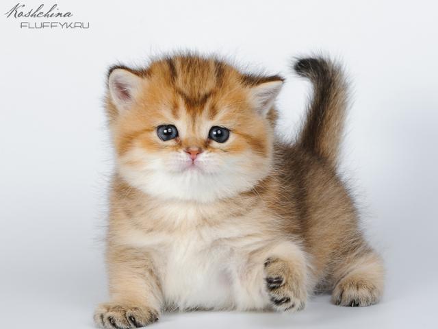 Продаю: Британские котята золотого окраса фото2