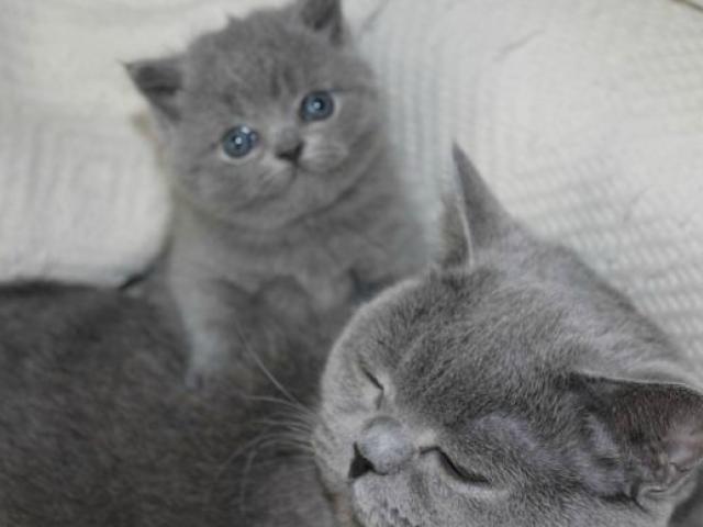 Продаю: британские котята голубые фото3