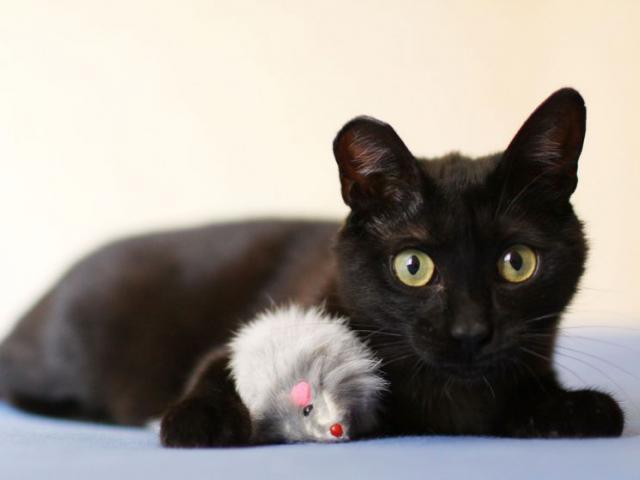 Отдам в дар: Москва и МО Кошки и кот в поиске домов