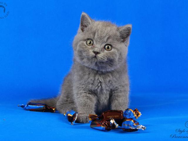Продаю: Голубые британские котята  фото3