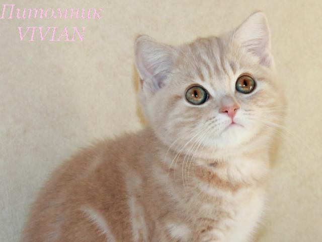 Продаю: Британские персиковые котята из питомника фото1