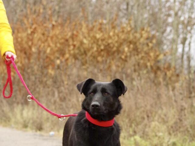 Отдам в дар: Красивая чёрная собака Берта в добрые руки фото2