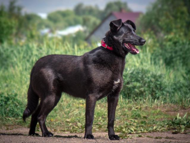 Отдам в дар: Красивая чёрная собака Берта в добрые руки фото3