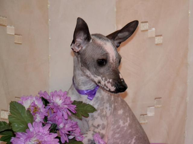 Продаю: Шикарные щенки мини мексиканской голой собаки фото3