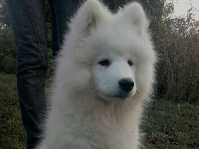 Продаю: Лайка-самоед, замечательный выставочный щенок фото1