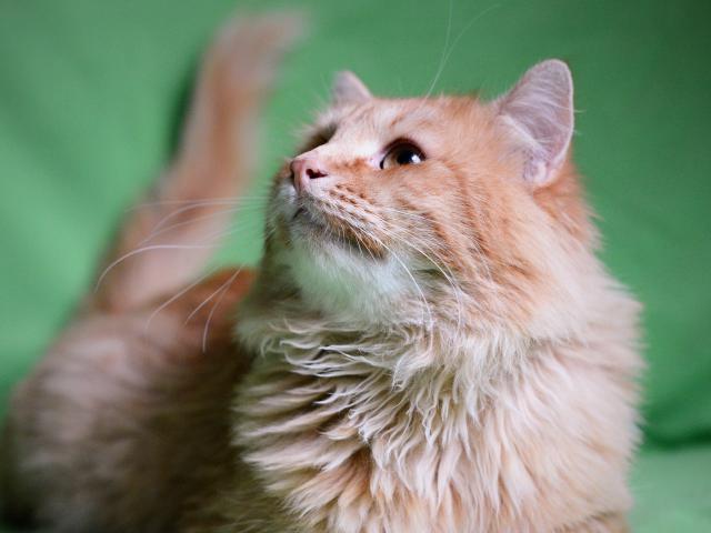 Отдам в дар: Роскошный и очень ласковый рыжий кот ищет дом фото2