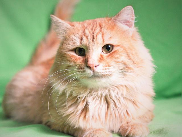 Отдам в дар: Роскошный и очень ласковый рыжий кот ищет дом фото3
