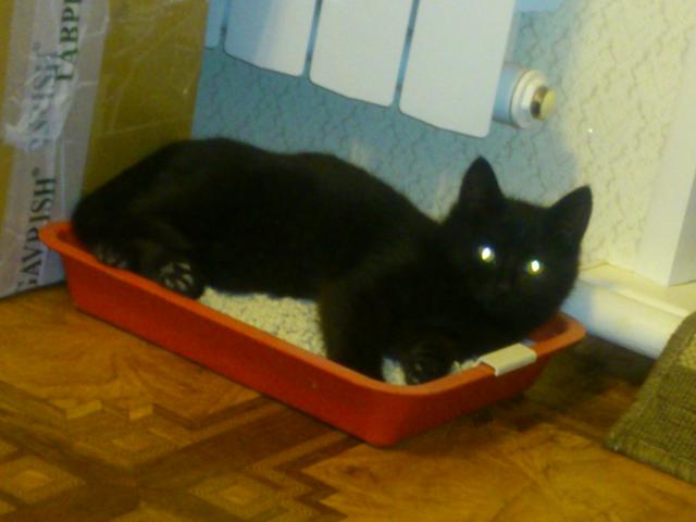 Отдам в дар: Отдам 3-х месячных черных котят в добрые руки фото3