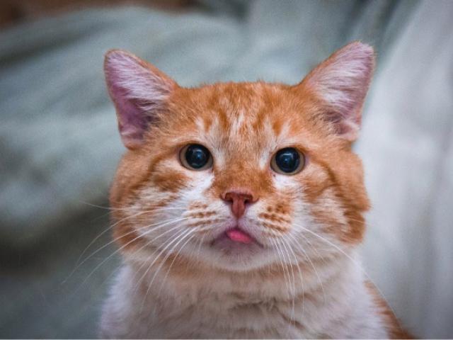 Отдам в дар: Кот приличный Диккенс ищет хозяев отличных фото3