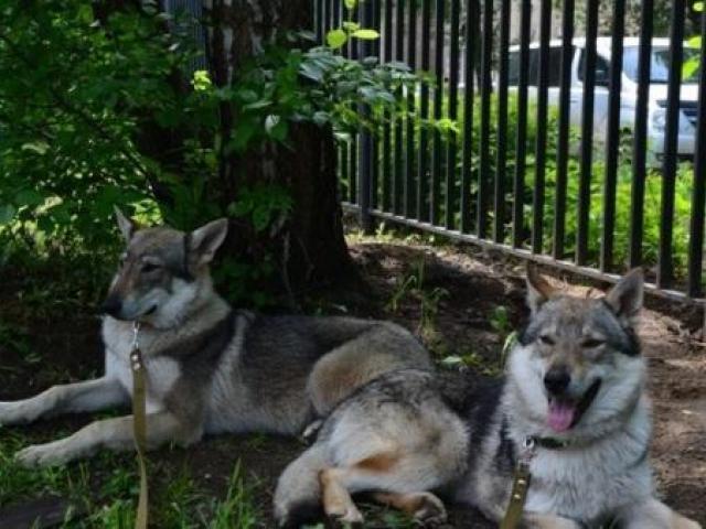 Продаю: Чехословацкая волчья собака - продаются щенки фото2