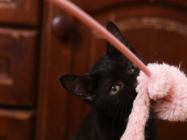Отдам в дар: Обаятельный котенок Честер 3мес в добрые руки фото3