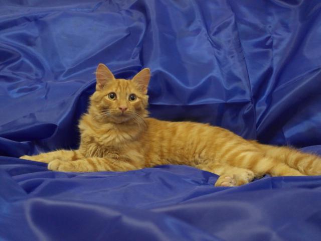 Отдам в дар: Общительный и активный котенок Пусик в поисках сем фото3