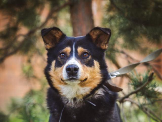 Отдам в дар: Красивый пес Алтай в добрые руки