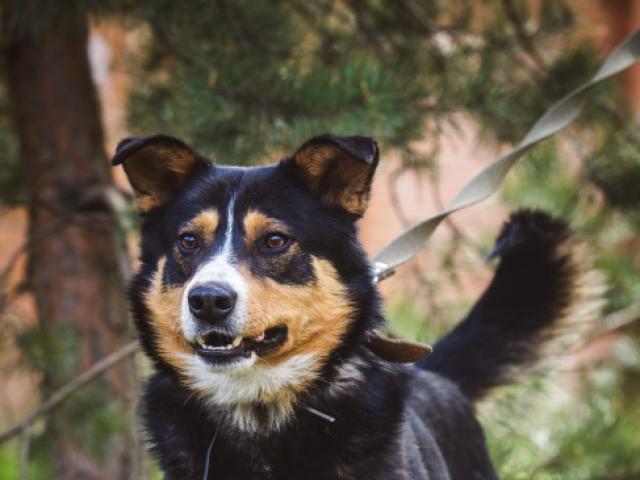 Отдам в дар: Красивый пес Алтай в добрые руки фото2