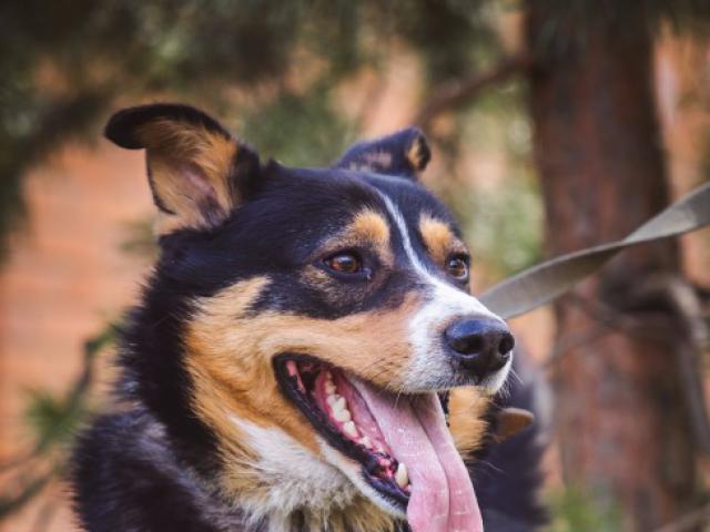 Отдам в дар: Красивый пес Алтай в добрые руки фото3