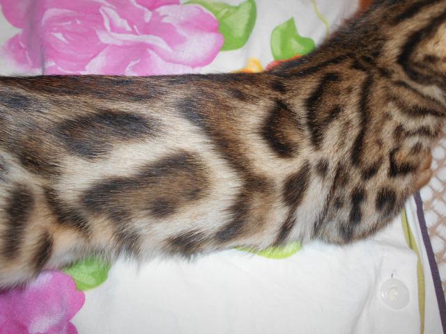 Продаю: Шикарные бенгальские котята недорого фото3
