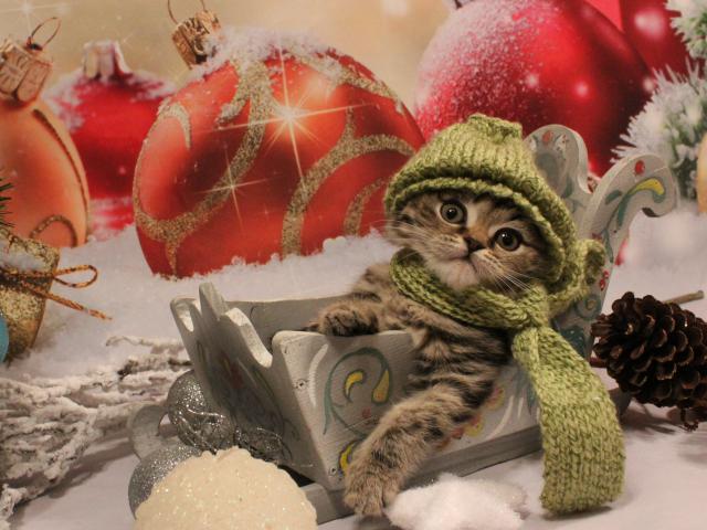Продаю: Новогодние шотландские котята фото3