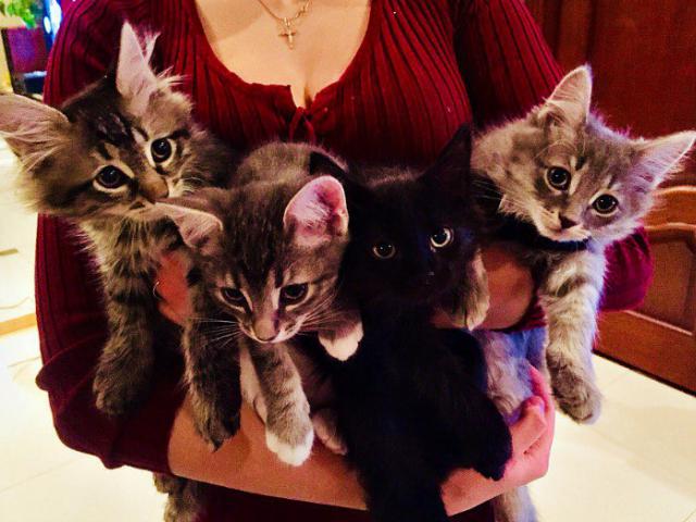 Отдам в дар: Четверо очаровательных котят в добрые руки, в дар
