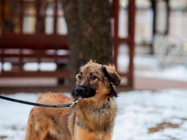 Отдам в дар: Щенки Стася и Сэм ждут своих хозяев фото3