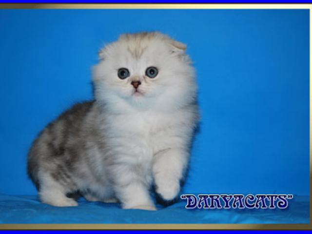 Продаю: Шотландские котята мраморного окраса  фото3