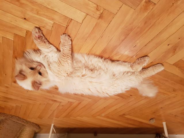 Вязка: Невский маскарадный кот