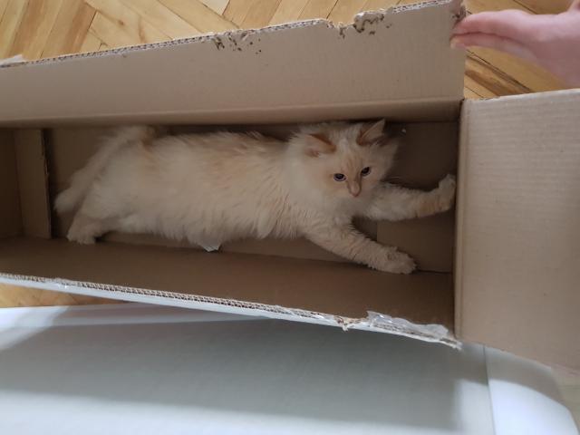 Вязка: Невский маскарадный кот фото3