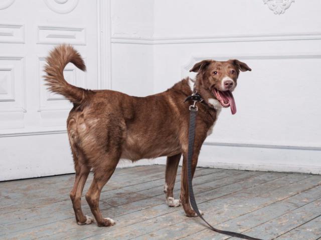 Отдам в дар: Собака-какао с розовым носом ищет семью фото3