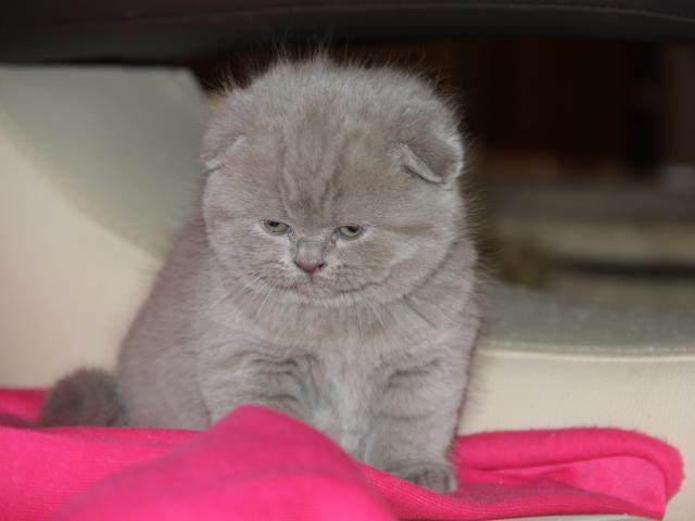 Продаю:  вислоухий лиловый котик фото2