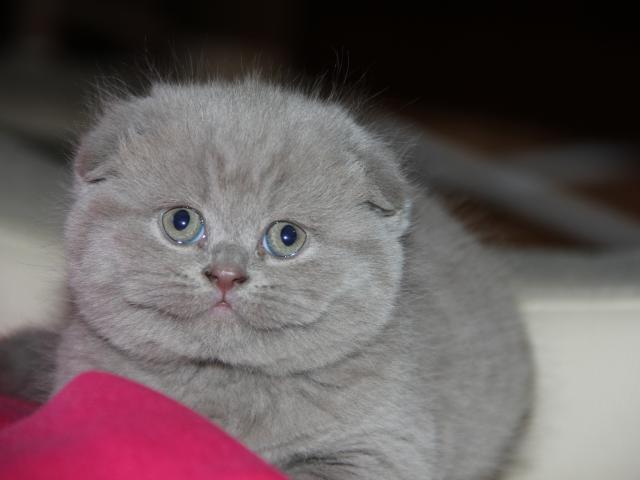 Продаю:  вислоухий лиловый котик фото3