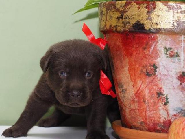Продаю: Шоколадные щенки Лабрадора — питомник «Space Star» фото2