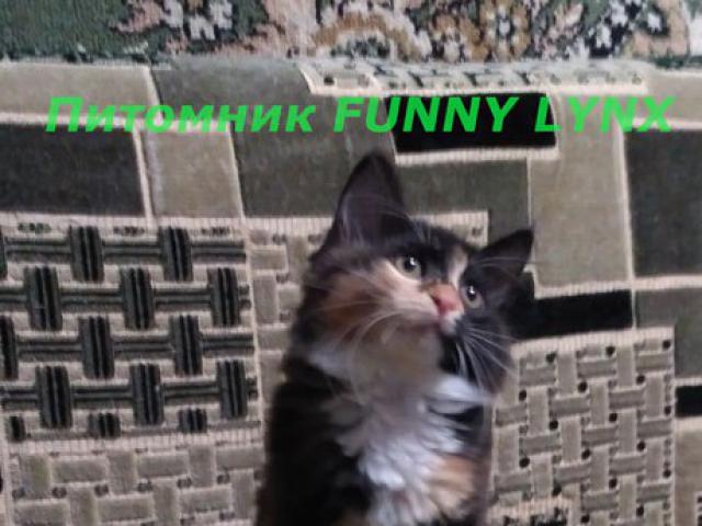 Продаю: Питомник предлагает котят Курильского бобтейла фото3