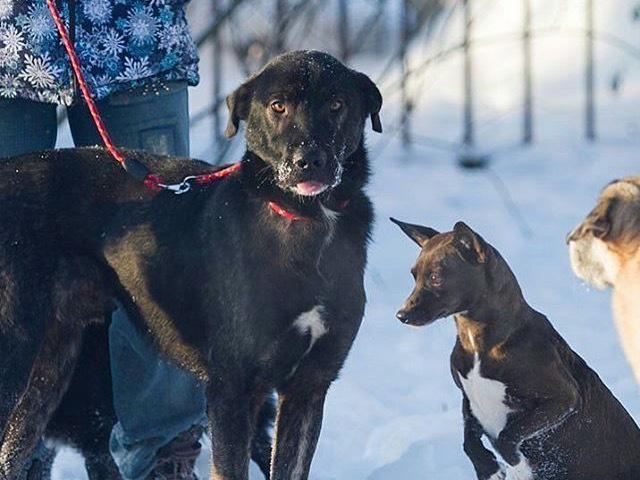 Отдам в дар: Очаровательный Марсель в добрые руки