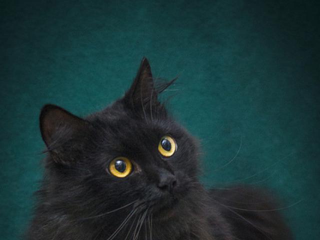 Отдам в дар: Ищет дом котик Мурзик Источник материала http/ фото2