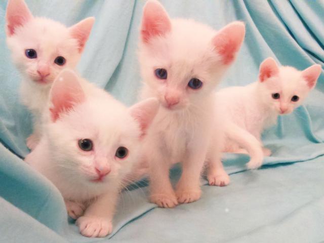 Продаю: Белые котята с голубыми глазами
