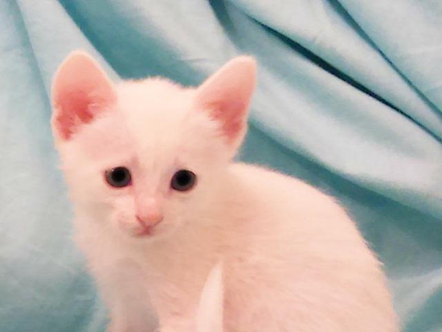 Продаю: Белые котята с голубыми глазами фото2