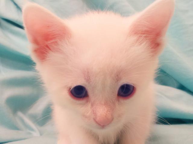 Продаю: Белые котята с голубыми глазами фото3