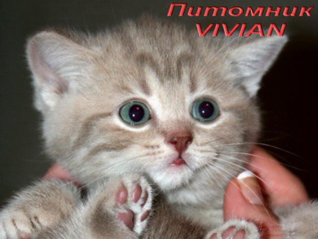 Продаю: Мрамор цвета какао на снежном серебре