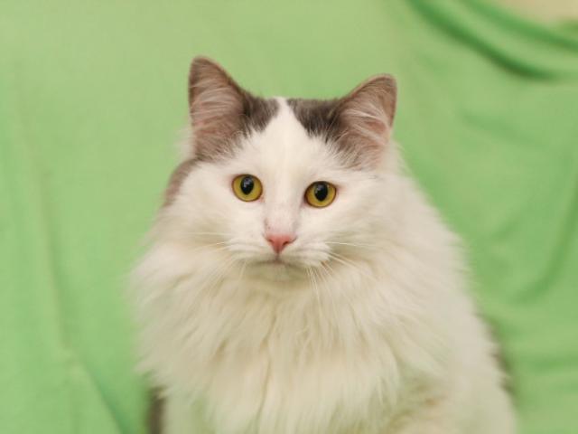 Отдам в дар: Ватсон - пушистый и вальяжный кот