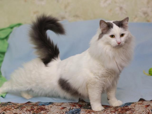 Отдам в дар: Ватсон - пушистый и вальяжный кот фото2