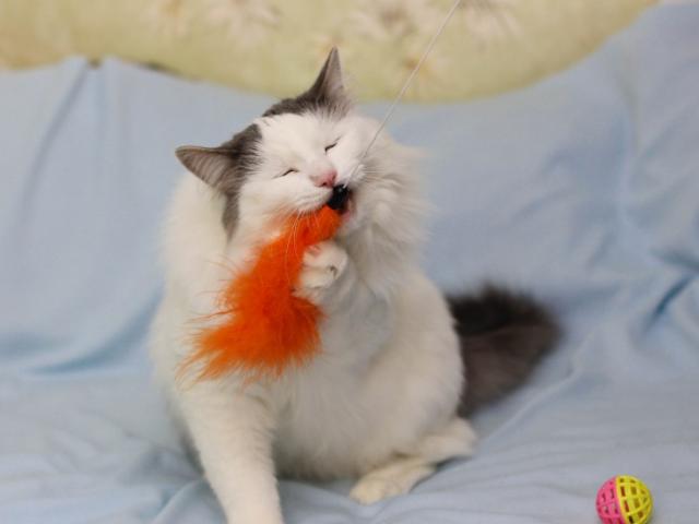 Отдам в дар: Ватсон - пушистый и вальяжный кот фото3