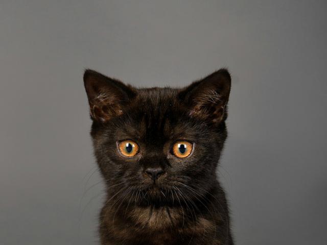 Продаю: Предлагается черная кошка в любимцы