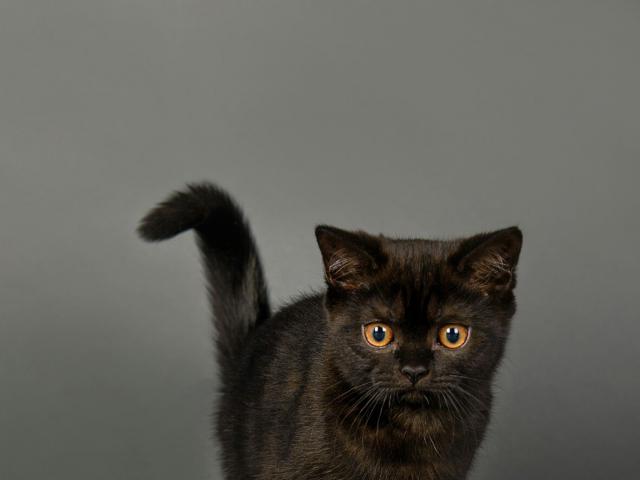 Продаю: Предлагается черная кошка в любимцы фото2