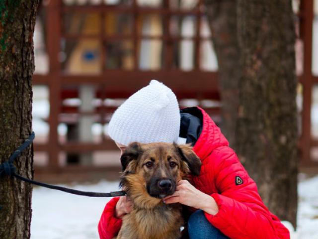 Отдам в дар: Щенки Стася и Сэм ждут своих хозяев фото3