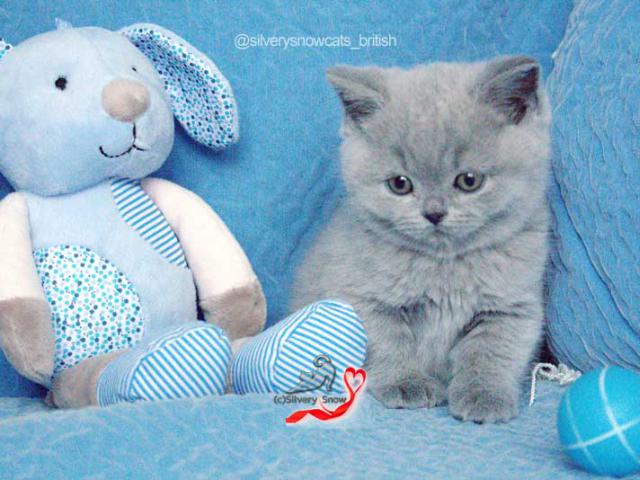 Продаю: Голубые британские котята От Заводчика фото2