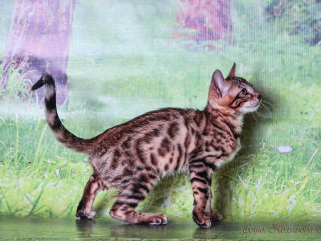 Продаю:  Бенгальских котят фото2